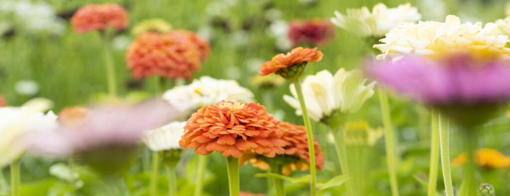 Slow Flower Garden SEO Katarina Dahlin